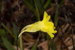 Yellow butterwort